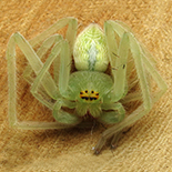 Olios auricomis